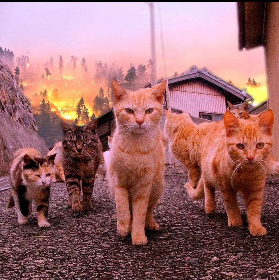 cat uprising